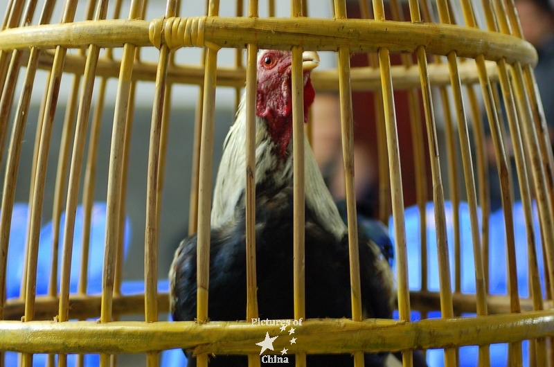 Rooster in a cage