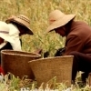 Work in the fields (2), Dali (Yunnan)
