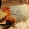 Rooster, Zhongdian (Yunnan)