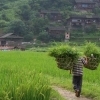 Back to home with rice,  (Guizhou)