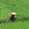 Rice field, Lijiang (Yunnan)