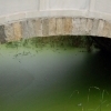 Baiyangdian : Bridge over green water