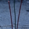 Incense sticks, Tianshui (Gansu)