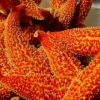 Starfish as a starter, Qingdao (Shandong)
