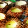 Urchin with eggs, Qingdao (Shandong)