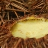 Urchin with eggs