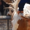 Kashgar : Cattle market