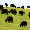 Xining : Herd of yaks