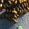 Larvae on LV